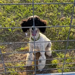 Mini poodle