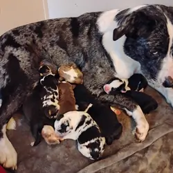 Border Bull Puppies. (Border collie/Pitbull)