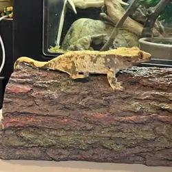 Crested gecko - cookie