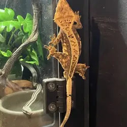 Crested gecko - pluto