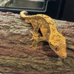 Crested gecko - inky