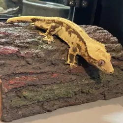 Crested gecko - silly