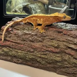 Crested gecko - Grinchy