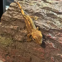 Crested gecko - carvin