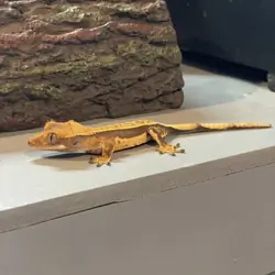Crested gecko baby - coconut
