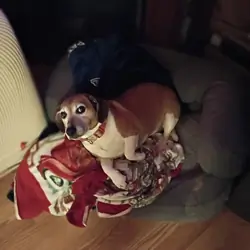 7 year old Beagle mix
