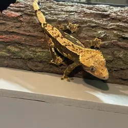 Crested gecko - skelly