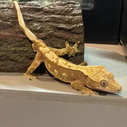 Crested gecko - summer