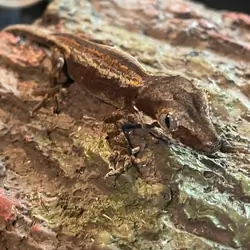 Gargoyle gecko - paper