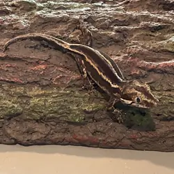 Gargoyle gecko - scissors