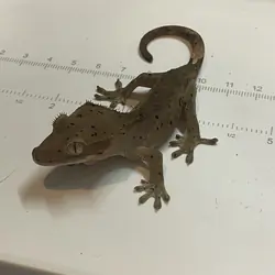 Crested gecko - wood