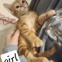 Ginger Kittens