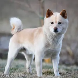 Beautiful AKC Registerable Red Shiba Inu Male Pup