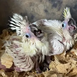 Umbrella Cockatoo