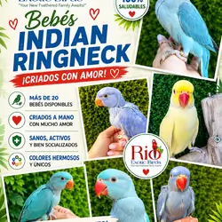 Indian Ringneck Babies – Multiple colors