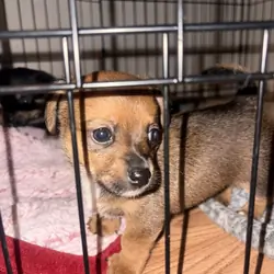 Dachshund/Chihuahua