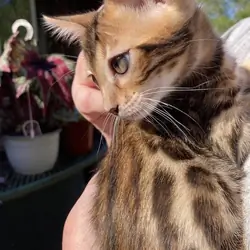 Bengal Kittens