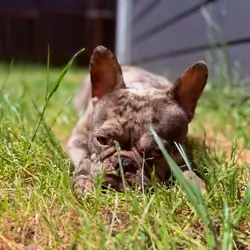 Female French Bulldog