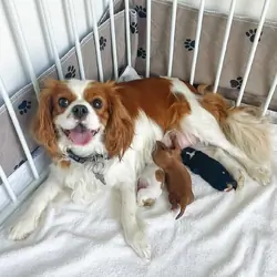 Cavalier King Charles Spaniel Puppies for