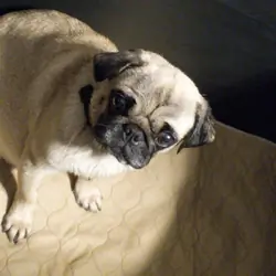Pretzel Male Pug Puppy