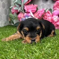 Hi, I'm Acorn! I'm a 6-week-old male Yorkie puppy