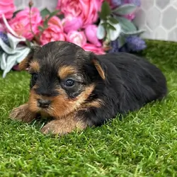 Hi, I'm Babe! I'm a 6-week-old female Yorkie puppy