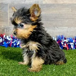 Hi, I'm Ray! I'm a 9-week-old male Yorkie puppy