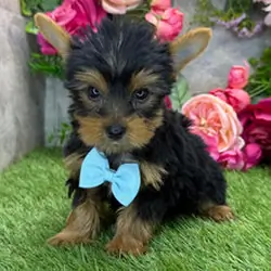 I'm Rascal! I'm an 8-week-old male Yorkie puppy