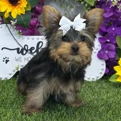 Hi, I'm Amaretto! I'm a 13-week-old female Yorkie