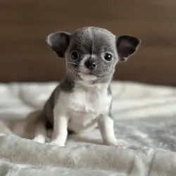Chihuahua puppy