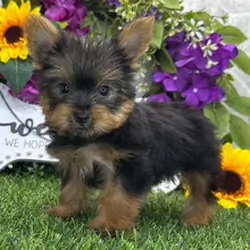 I'm Kabzeel! I'm a 10-week-old male Yorkie puppy