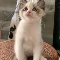 Ragdoll kittens