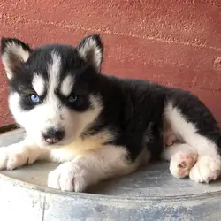 Siberian Husky Puppy