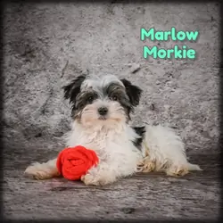 Marlow Male Morkie