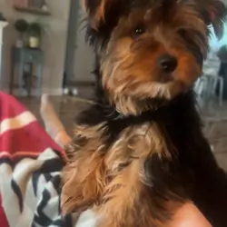 2 year old female Yorkie/spayed