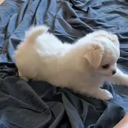 Long Coat Chihuahuas