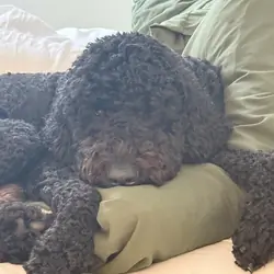 Rehoming Our Sweet Labradoodle, Blu 💙