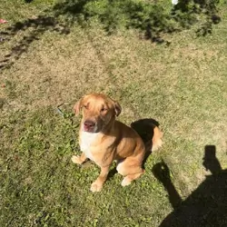 (2) 2 year old dogs
