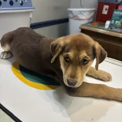 Rehoming beautiful Puppies
