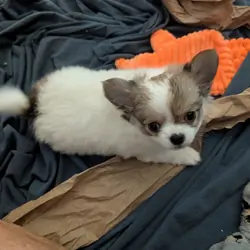 Long Coat Chihuahua