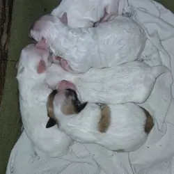 Morkie puppies