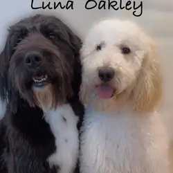 Goldendoodle Puppies