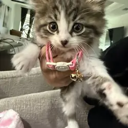 Kittens in need of a new home!