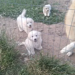 Great prynese puppies