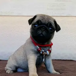 Pug puppy