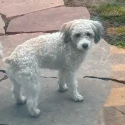 Male Minature Poodle