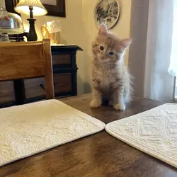 Kitten long hair tiger stripes