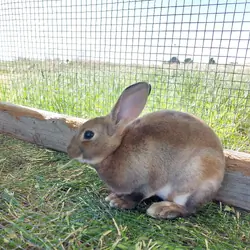 Purebred mini rex bunny doe