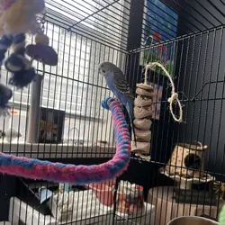 Parakeet