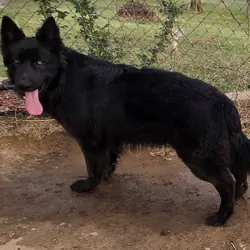 German shepherd for stud service